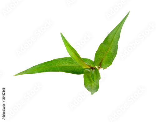 Vietnamese mint isolated on white background