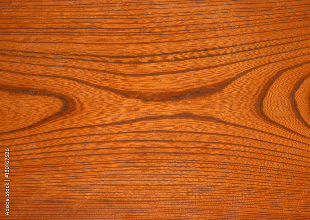 Zelkova Zelkova