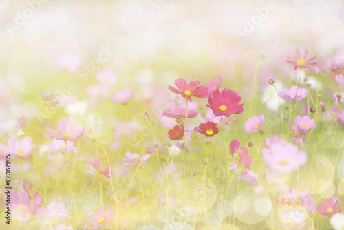Cosmos flower picture in the form of a double-exposure.