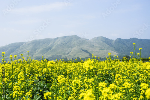 The rape flowers field scenery  photo