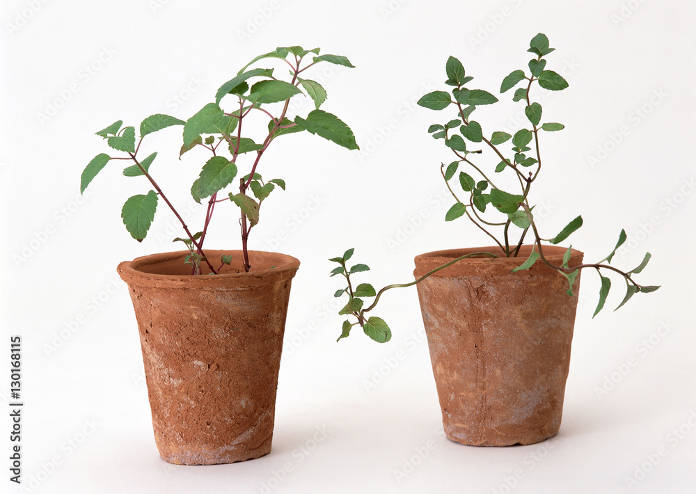 Sage and Mint Sage and Mint
