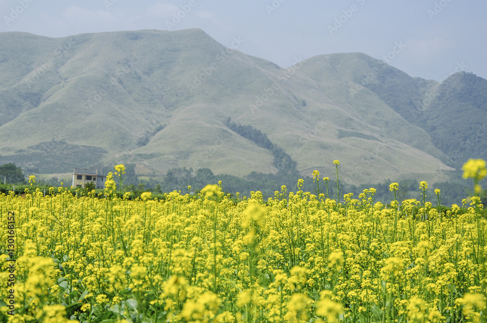 The rape flowers field scenery 