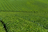 Tea plantation meadow