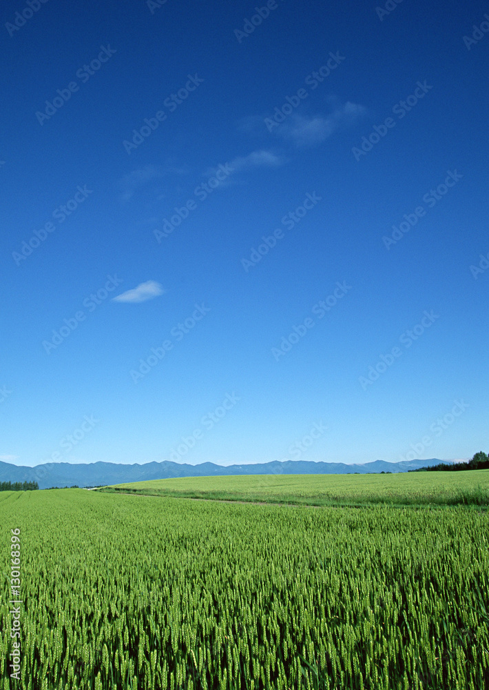 Obraz premium Wheat Field