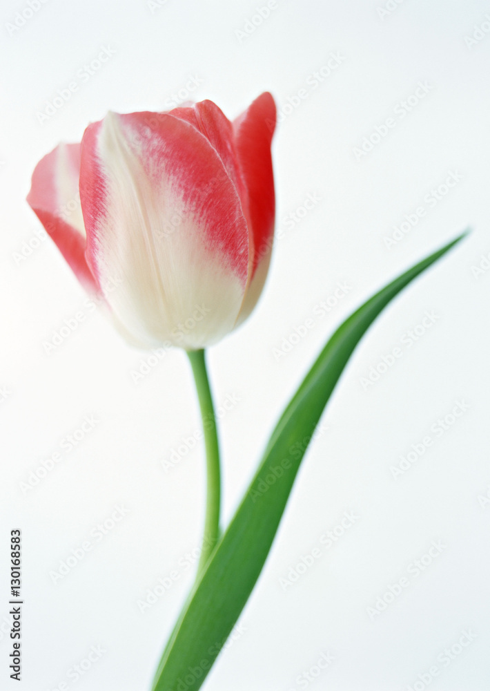 Naklejka premium Tulip