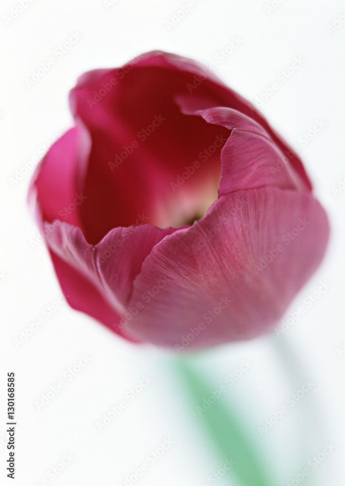 Tulip Tulip