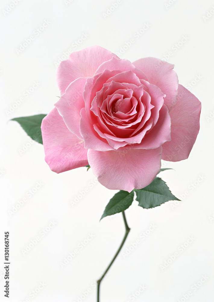 Rose Rose