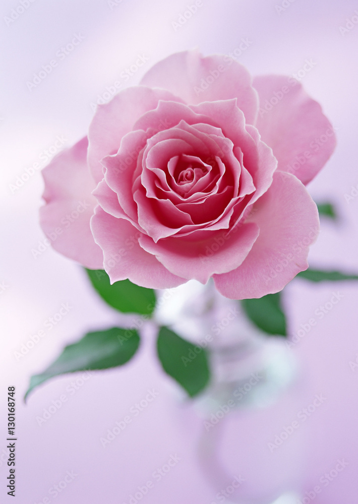 Fototapeta premium Rose