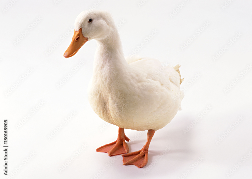 Duck Duck