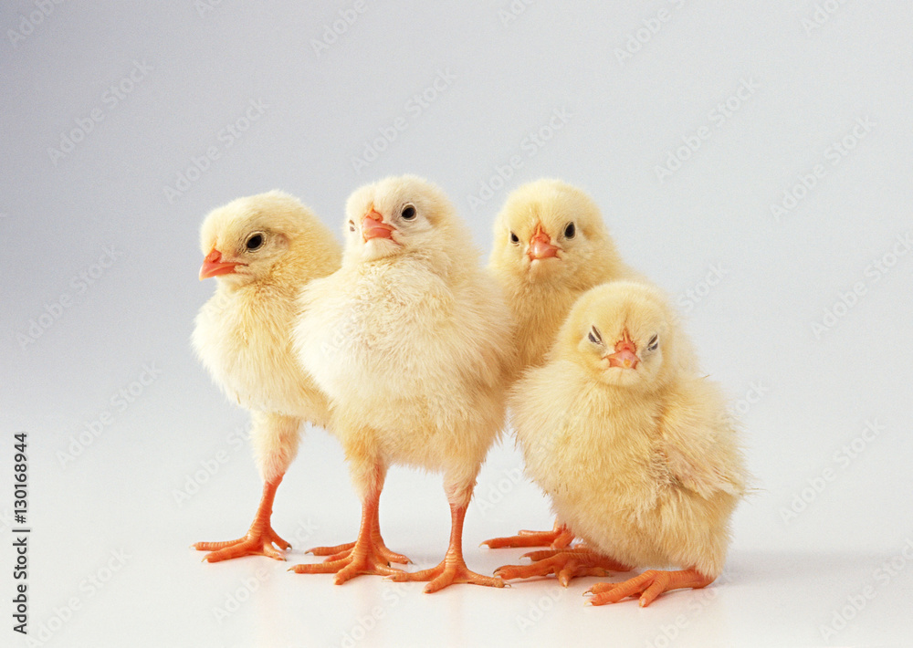 Chick Chick