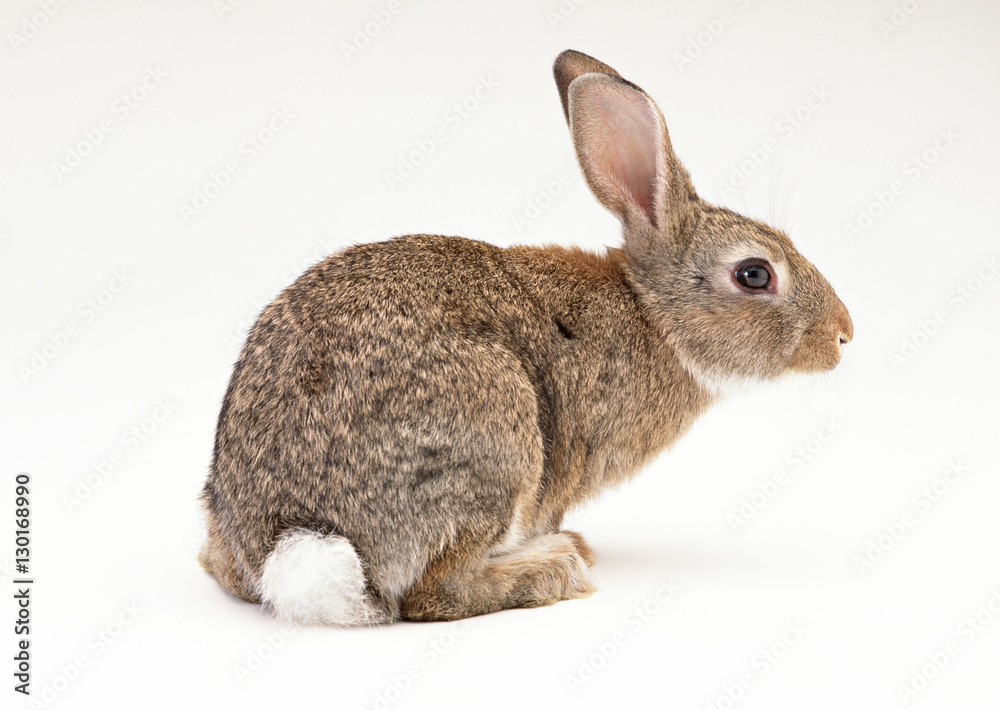 Obraz premium Rabbit
