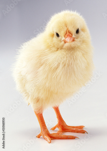 Chick