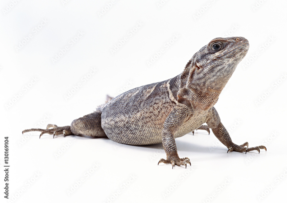 Fototapeta premium Oplurus cuvieri