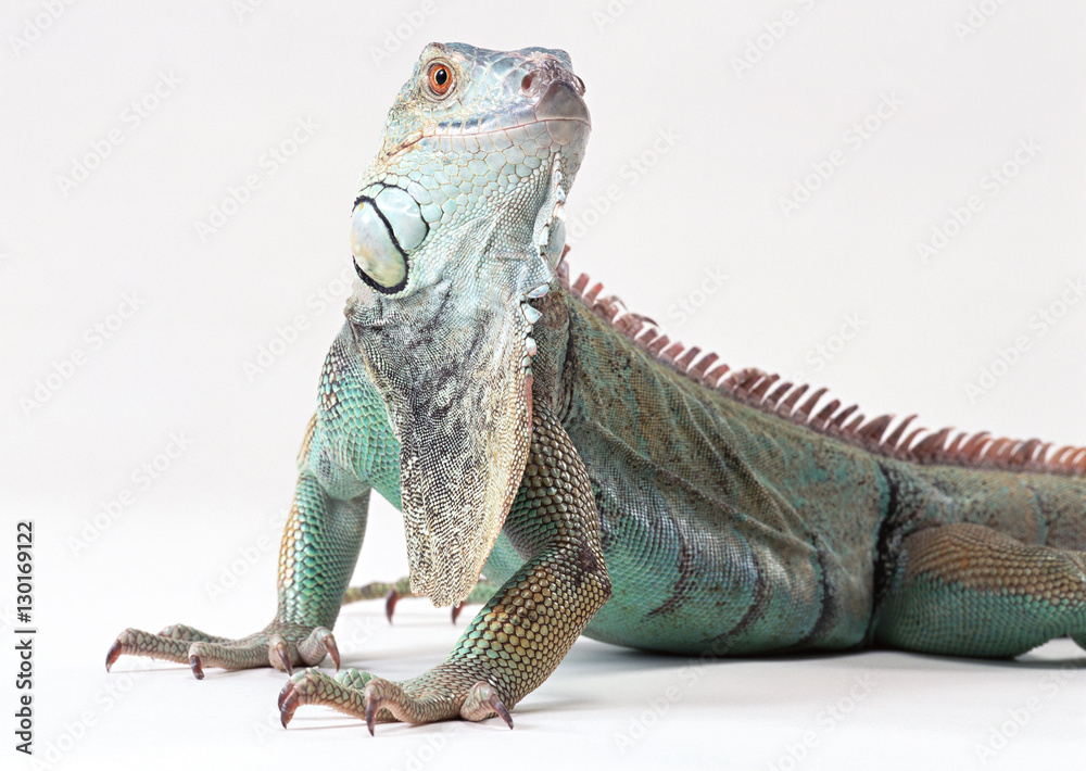 Obraz premium Green Iguana