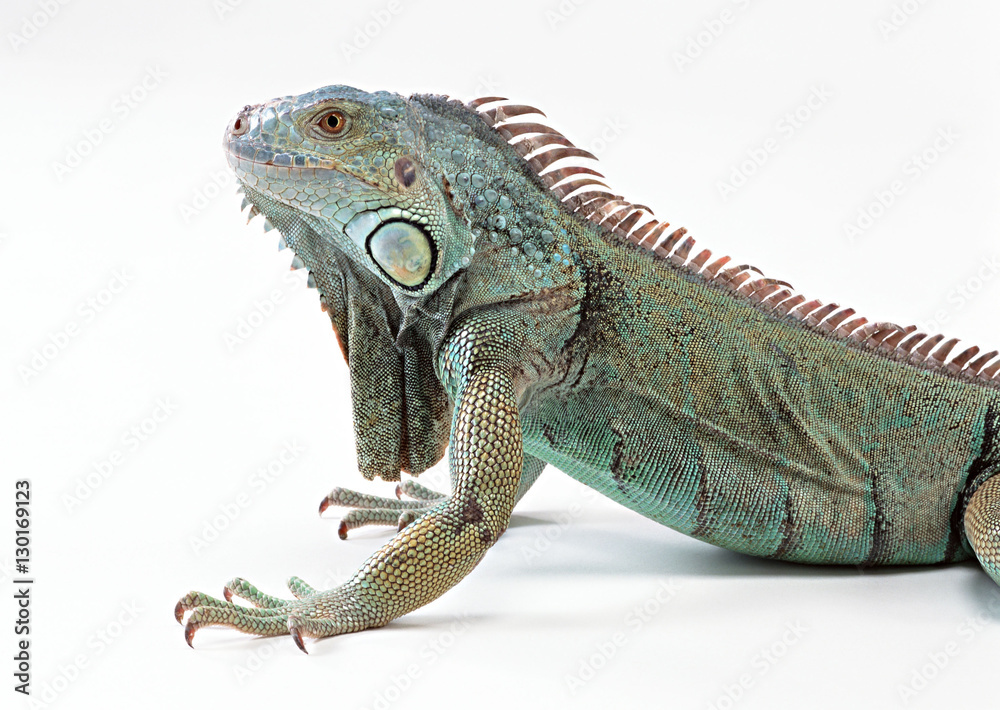 Obraz premium Green Iguana