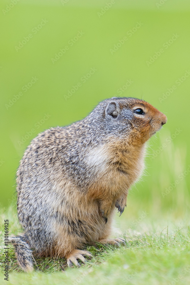 Columbian ground squirrel (Spermophilus columbianus), Barkersville, British Columbia, Canada Columbian ground squirrel (Spermophilus columbianus), Barkersville, British Columbia, Canada