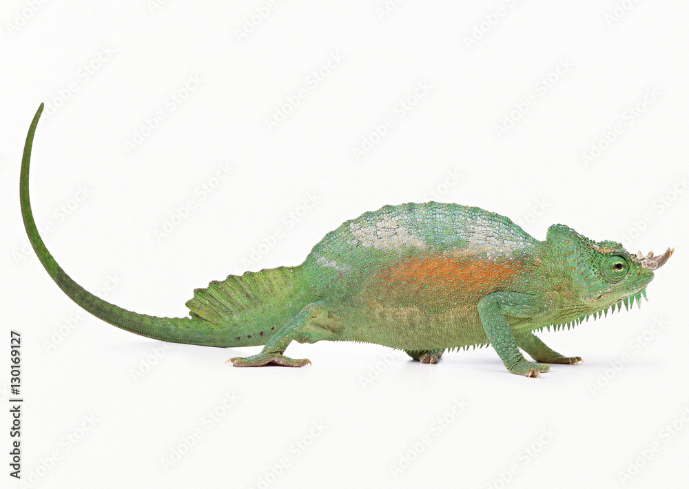Chameleon Chameleon