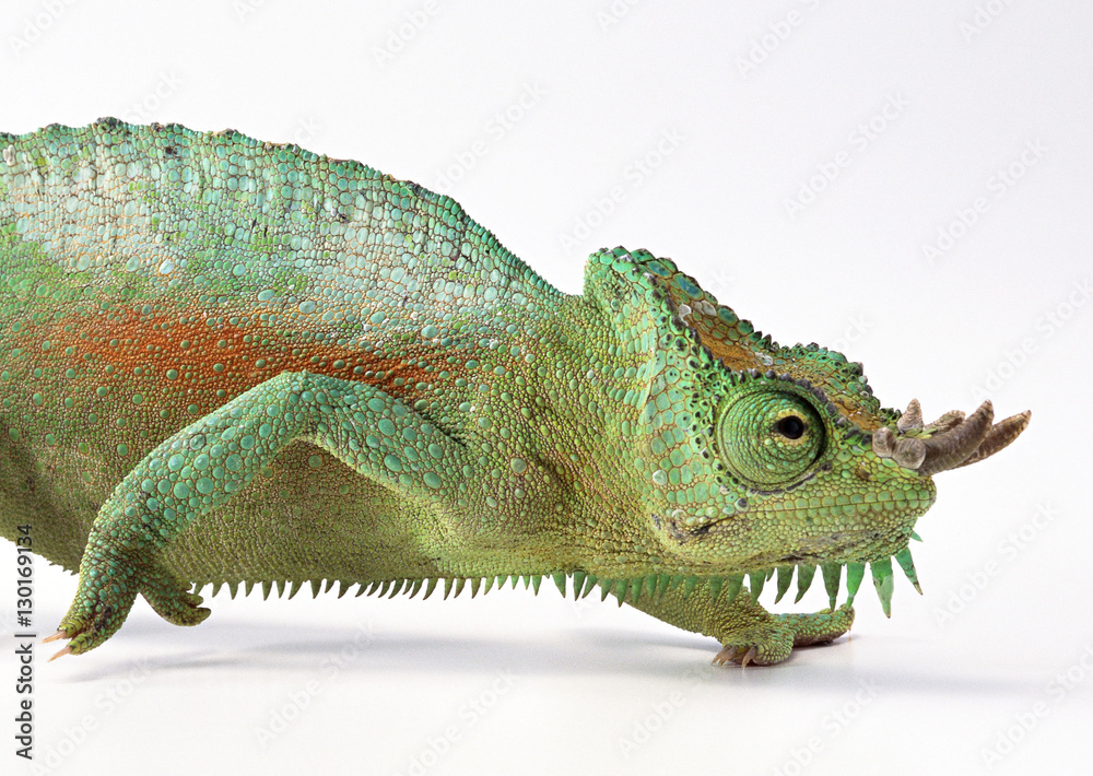 Obraz premium Chameleon
