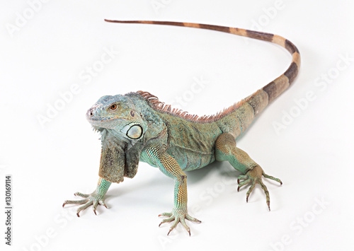 Obraz na płótnie Green Iguana w salonie