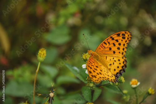 The butterfly and flower closeup  © carl