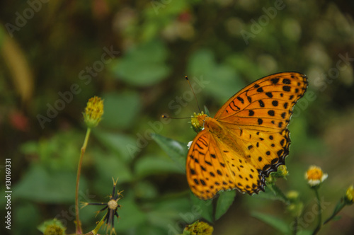 The butterfly and flower closeup  © carl