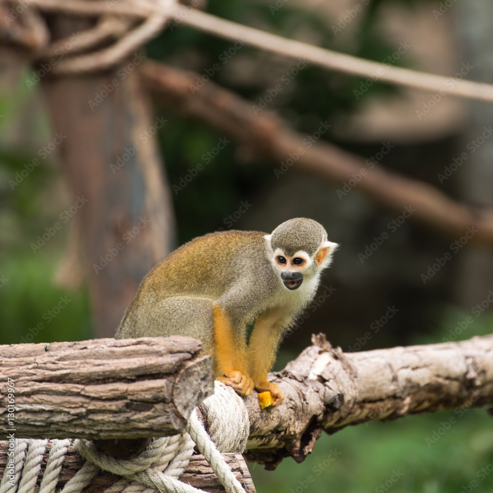 Common saimiri monkey sitting on wooden Common saimiri monkey sitting on wooden