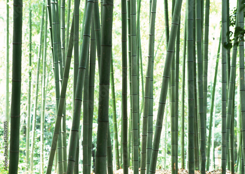 Bamboo Grove photo