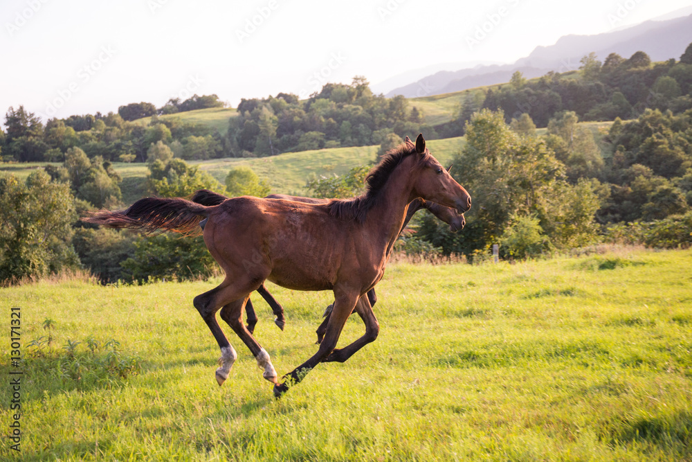 牧場を走る馬 Stock 写真 Adobe Stock