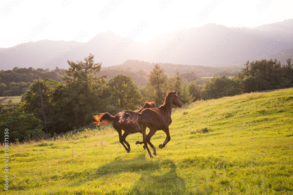 Fototapeta premium 牧場を走る馬