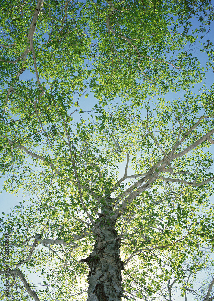 Fototapeta premium Tree