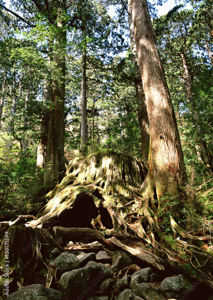 Obraz premium Yaku Cedar