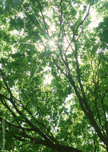 Sunlight Streaming Through the Leaves of Trees