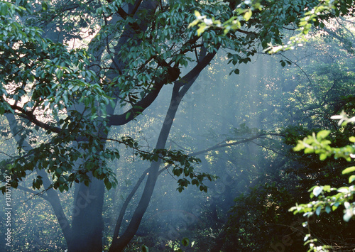 Sunlight Streaming Through the Leaves of Trees