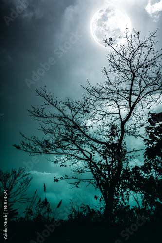 Silhouettes of dry tree against night sky and bright moon. Cross process.