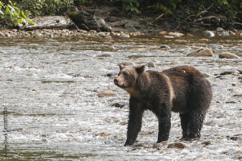 Brown or grizzly bear (Ursus arctos) fishing for salmon in Great Bear Rainforest, British Columbia, Canada 