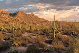 Saguaro national park in Sonoran desert, Arizona