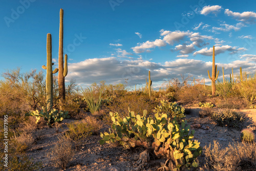 Sunset in Saguaro National Park near Tucson, Arizona. photo