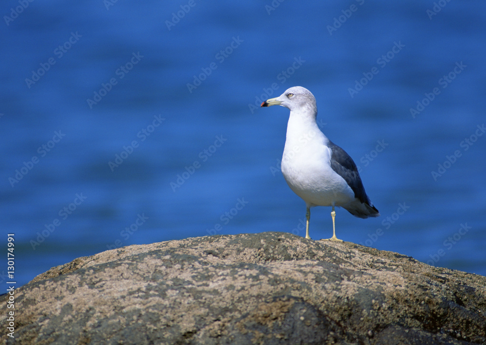 Black-tailed Gull