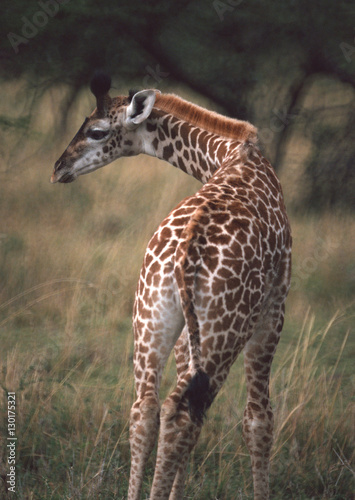 Massai Giraffe