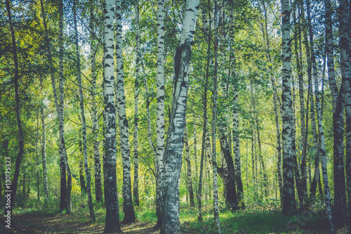 Birch Trees in Autumn Park Retro © AnnaPa