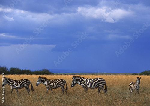 Grant Zebra 