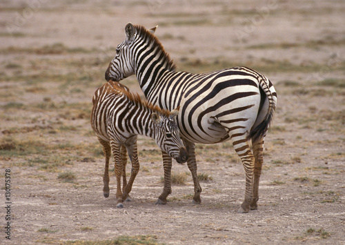 Grant Zebra 