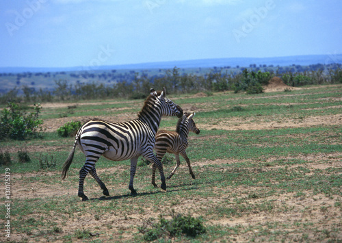 Grant Zebra 