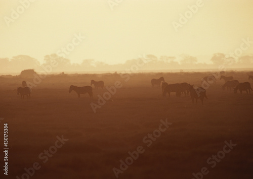 Grant Zebra 