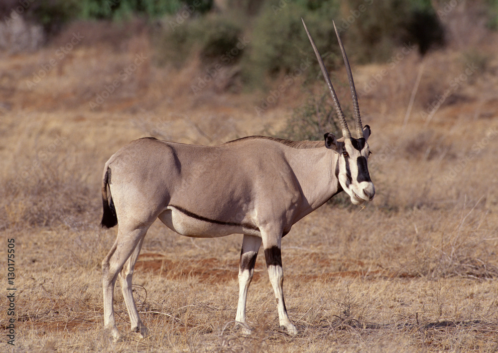 Fringe-eared Oryx Fringe-eared Oryx