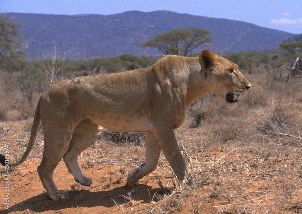 Naklejka premium Lion