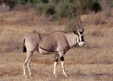 Fringe-eared Oryx 
