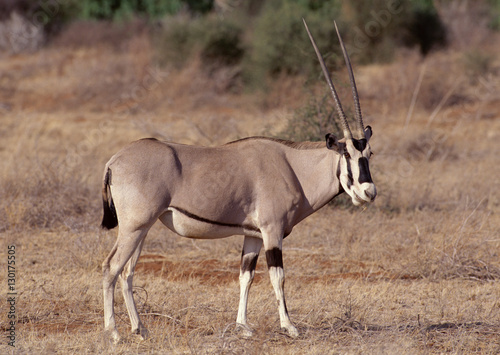 Fringe-eared Oryx 