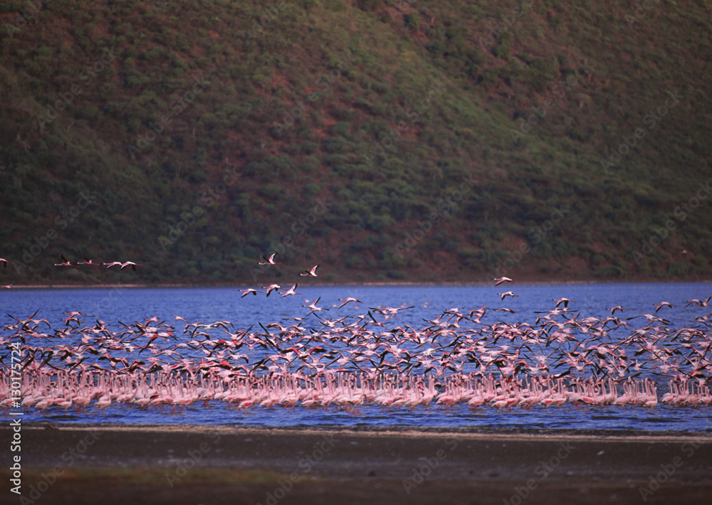 Fototapeta premium Flamingo