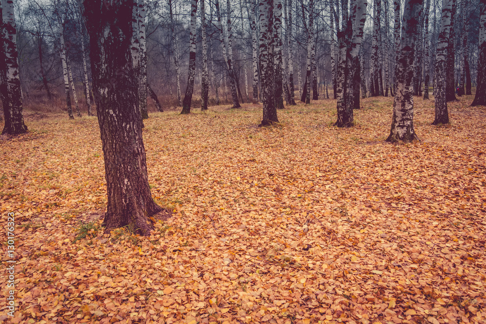 Birch Trees in Autumn Park Retro Birch Trees in Autumn Park Retro